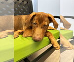 Small #1 Labrador Retriever Mix