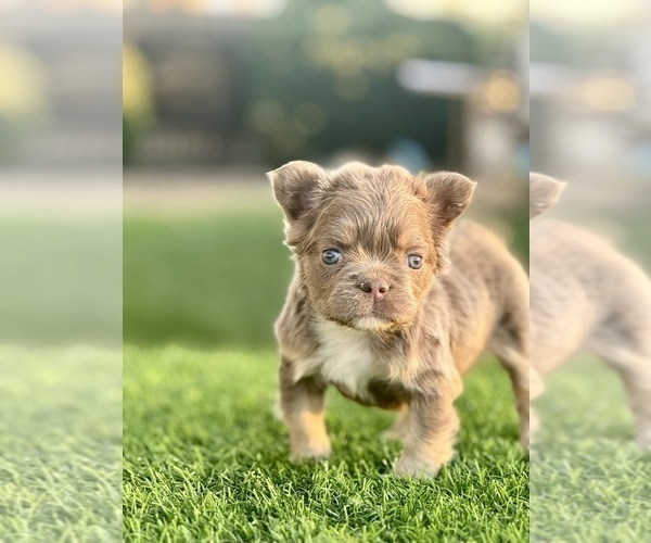 Medium Photo #5 French Bulldog Puppy For Sale in NEW ORLEANS, LA, USA