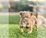 Small #4 French Bulldog
