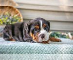 Small #2 Beabull