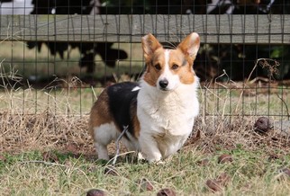 Father of the Pembroke Welsh Corgi puppies born on 12/13/2017