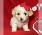 Small #6 Poodle (Toy)