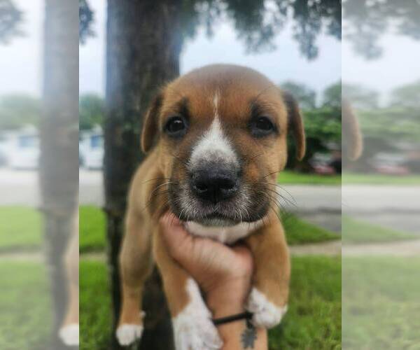Medium Photo #1 Mutt Puppy For Sale in Oakland Park , FL, USA
