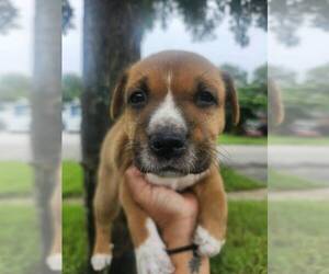 Mutt Dogs for adoption in Oakland Park , FL, USA