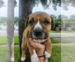 Wombat - Female Mutt Dog for Adoption - Small photo