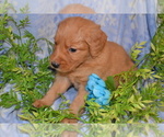 Small #2 Golden Retriever