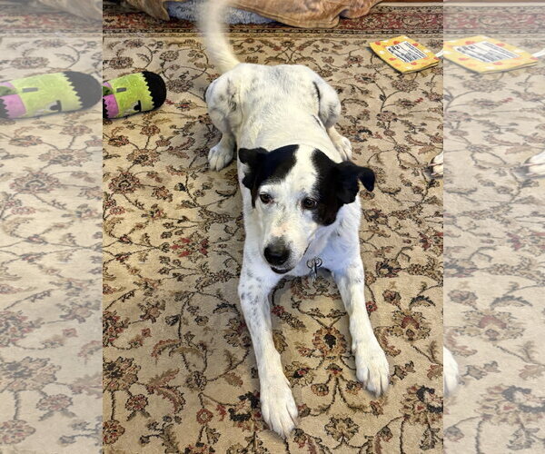 Medium Photo #7 Mutt Puppy For Sale in Rootstown, OH, USA