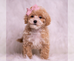 Small #4 Poodle (Toy)