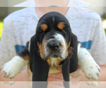 Small #8 Basset Hound
