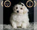Small #6 Maltipoo (Miniature)