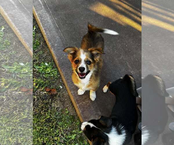 Medium Photo #3 Mutt Puppy For Sale in Greenville, SC, USA