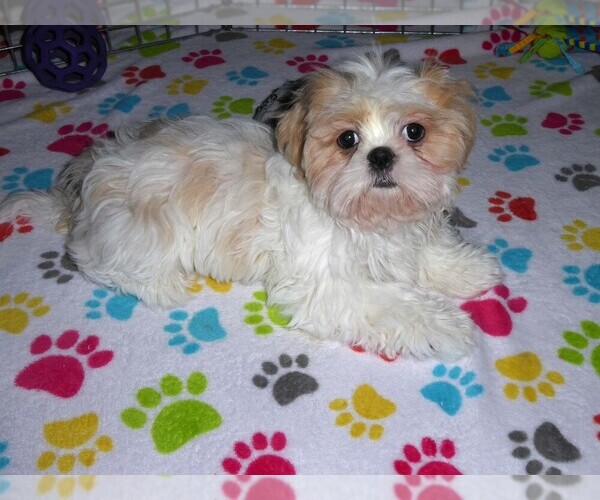 Medium Photo #15 Shih Tzu Puppy For Sale in TUCSON, AZ, USA