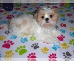 Small #14 Shih Tzu