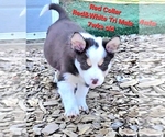 Small Photo #19 Border Collie Puppy For Sale in BYBEE, TN, USA