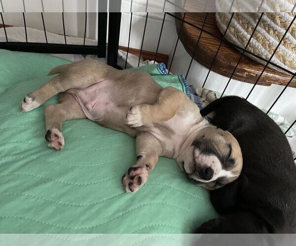Medium Photo #14 Mutt Puppy For Sale in Derwood, MD, USA