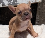 Small Photo #38 French Bulldog Puppy For Sale in GOSHEN, IN, USA
