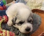 Small Photo #8 Great Pyrenees Puppy For Sale in MOUNT AIRY, NC, USA