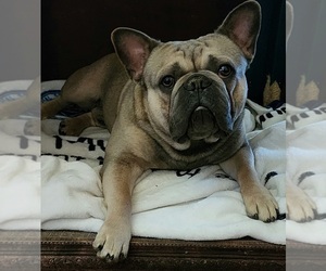 French Bulldog Dog for Adoption in SOUTH WHITLEY, Indiana USA