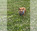 Small #3 Dachshund