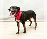 Small #1 Labrador Retriever Mix