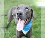 Small Weimaraner Mix