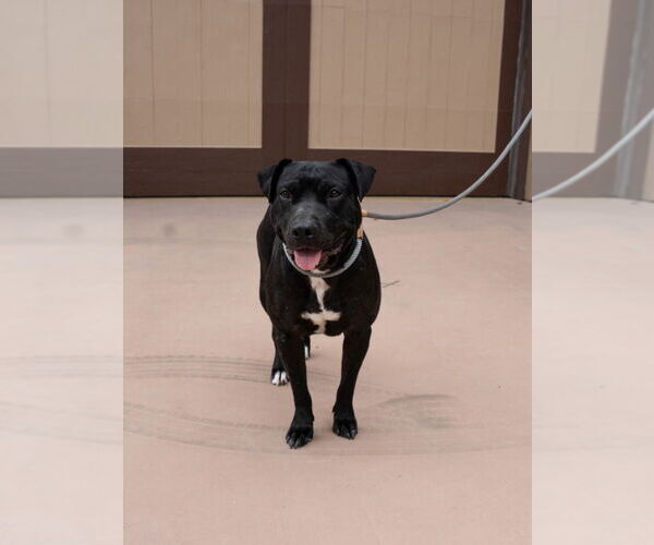 Medium Photo #14 Labrador Retriever-Unknown Mix Puppy For Sale in Lake Forest, CA, USA
