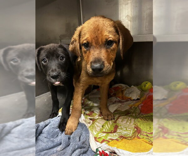 Medium Photo #1 Labrador Retriever-Unknown Mix Puppy For Sale in Waco, TX, USA