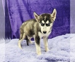 Small #3 Siberian Husky