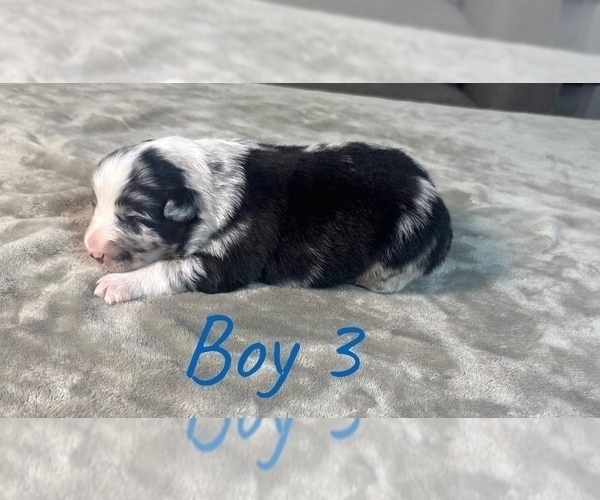 Medium Photo #24 Australian Shepherd Puppy For Sale in SALISBURY, NC, USA