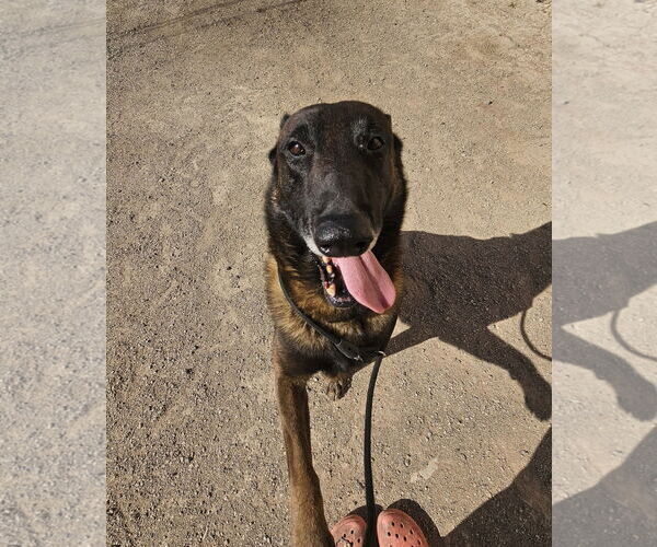 Medium Photo #3 Mutt Puppy For Sale in El Centro, CA, USA