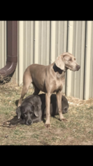 Father of the Weimaraner puppies born on 05/29/2018