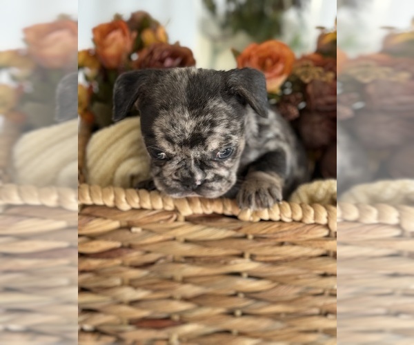 Medium Photo #2 French Bulldog Puppy For Sale in BILLINGS, MT, USA
