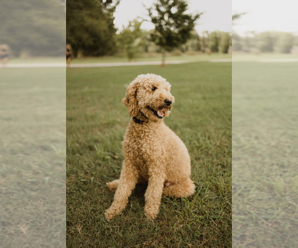 Medium Photo #1 Goldendoodle Puppy For Sale in NEWBERRY, SC, USA