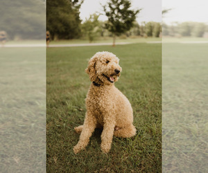 Mother of the Goldendoodle puppies born on 08/01/2022