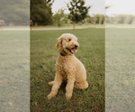 Small Photo #1 Goldendoodle Puppy For Sale in NEWBERRY, SC, USA
