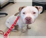 Small American Pit Bull Terrier