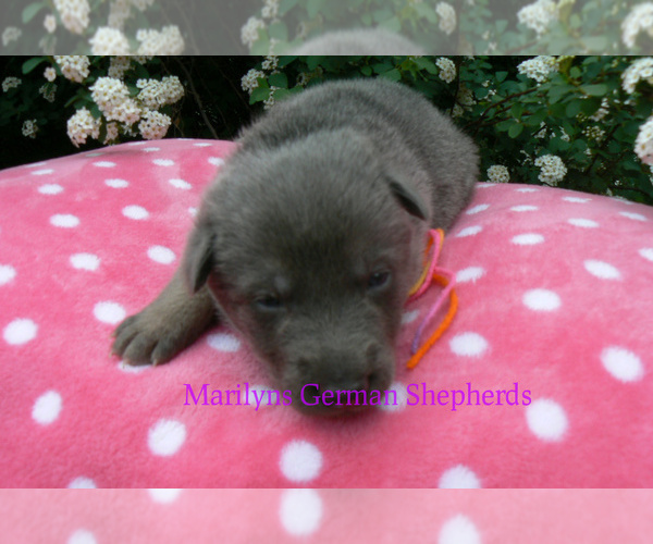 Medium Photo #7 German Shepherd Dog Puppy For Sale in PIEDMONT, MO, USA