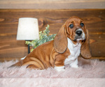 Puppy Vicky Basset Hound