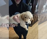 Small Photo #1 Golden Retriever Puppy For Sale in JACKSONVILLE, NC, USA