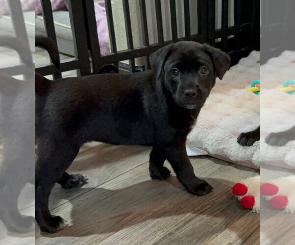Medium Photo #2 Labrador Retriever-Unknown Mix Puppy For Sale in Brewster, NY, USA
