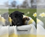 Small Photo #15 German Shepherd Dog-Siberian Husky Mix Puppy For Sale in COLUMBUS, OH, USA