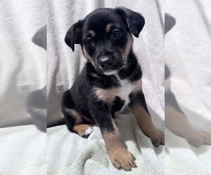 Feist Terrier-Unknown Mix Dogs for adoption in Evansville, IN, USA