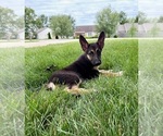 Small #3 German Shepherd Dog