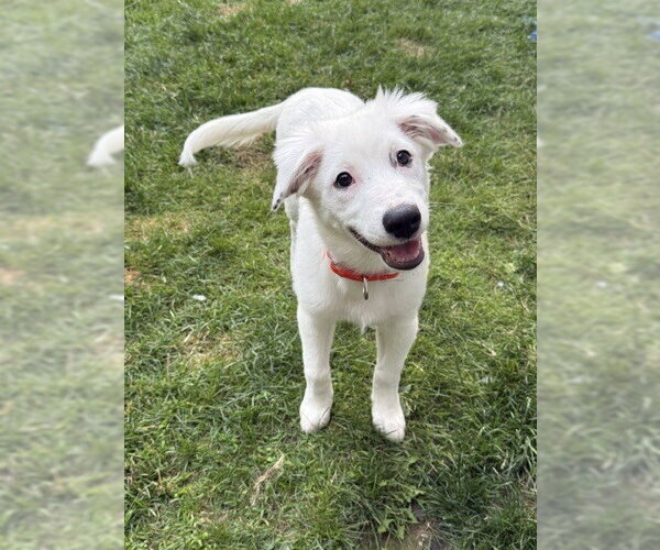 Medium Photo #21 Great Pyrenees-Unknown Mix Puppy For Sale in Brewster, NY, USA