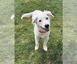 Small #20 Great Pyrenees Mix
