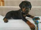 Small Photo #9 Doberman Pinscher Puppy For Sale in CEDAR CREST, NM, USA