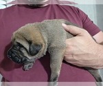 Small #1 Anatolian Shepherd-English Mastweiler Mix