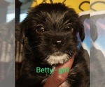 Small Photo #1 Chorkie Puppy For Sale in KANNAPOLIS, NC, USA