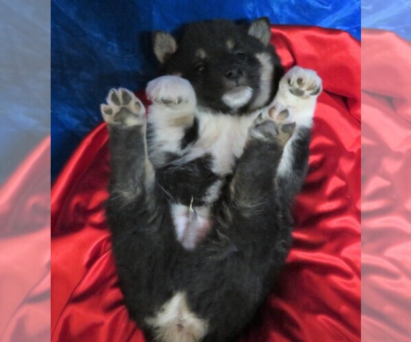 Medium Photo #8 Shiba Inu Puppy For Sale in NORWOOD, MO, USA