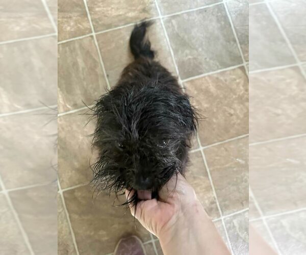 Medium Photo #2 Shih Tzu Puppy For Sale in New York, NY, USA